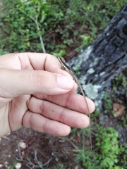 Anolis semilineatus