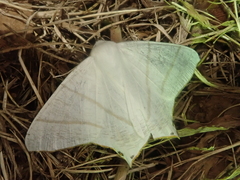 Ourapteryx nivea