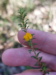Pultenaea parviflora