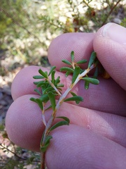 Pultenaea parviflora