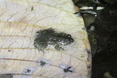 Occidozyga martensii