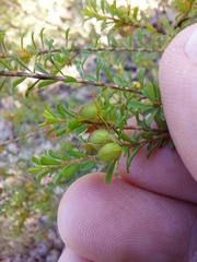 Pultenaea parviflora