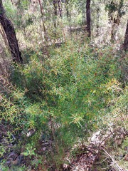 Persoonia nutans
