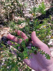 Pultenaea parviflora