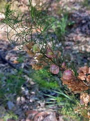 Dodonaea falcata