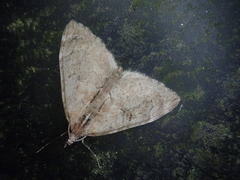 Heterothera postalbida