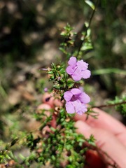 Prostanthera scutellarioides