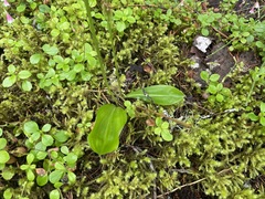 Platanthera obtusata