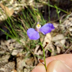 Comesperma sphaerocarpum