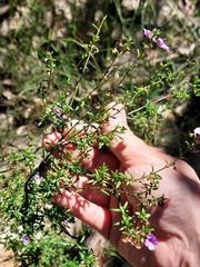 Prostanthera scutellarioides