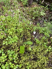 Platanthera obtusata
