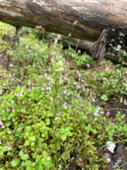 Platanthera obtusata