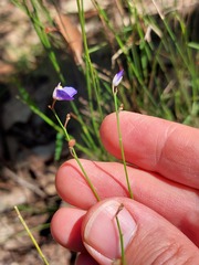Comesperma sphaerocarpum