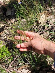 Comesperma sphaerocarpum