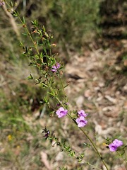 Prostanthera scutellarioides