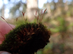 Ditrichum heteromallum