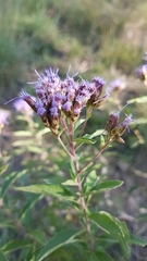 Chromolaena pulchella
