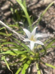 Xerophyta schlechteri