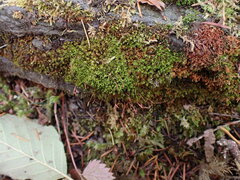 Ditrichum heteromallum