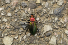 Carabus lineatus lateralis