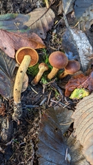 Cortinarius croceus