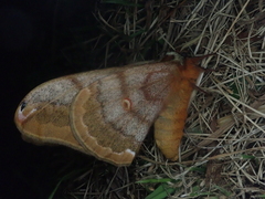 Saturnia jonasii jonasii