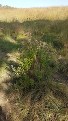 Chromolaena pulchella