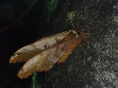 Saturnia jonasii jonasii