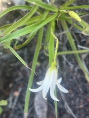 Xerophyta schlechteri