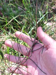 Melaleuca linearis acerosa