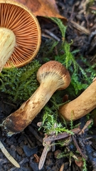 Cortinarius croceus