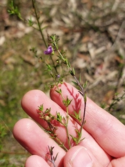 Prostanthera scutellarioides