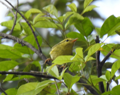 Phylloscopus goodsoni
