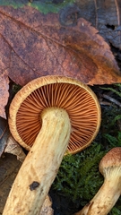 Cortinarius croceus
