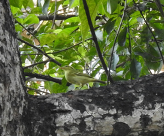 Phylloscopus goodsoni