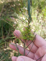 Melaleuca linearis acerosa