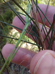 Melaleuca linearis acerosa