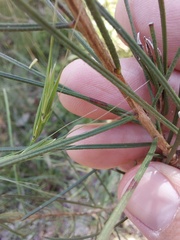 Melaleuca linearis acerosa