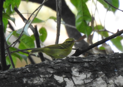 Phylloscopus goodsoni