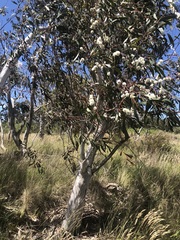 Eucalyptus gregsoniana