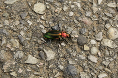 Carabus lineatus lateralis
