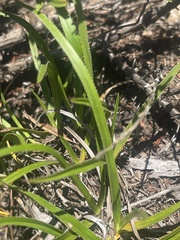 Xerophyta schlechteri