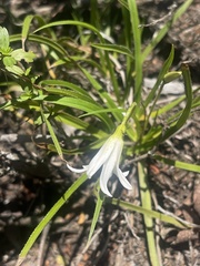 Xerophyta schlechteri