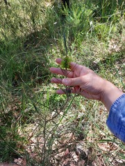 Melaleuca linearis acerosa