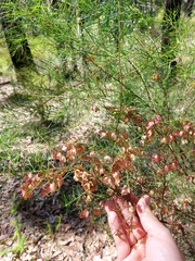 Dodonaea falcata