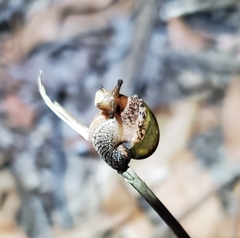 Stanisicarion freycineti