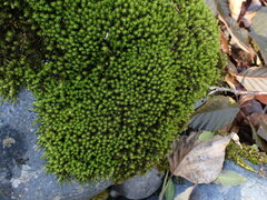 Racomitrium aciculare