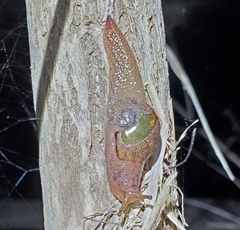 Stanisicarion freycineti