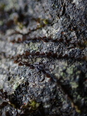 Jungermannia atrovirens