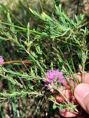 Melaleuca thymifolia